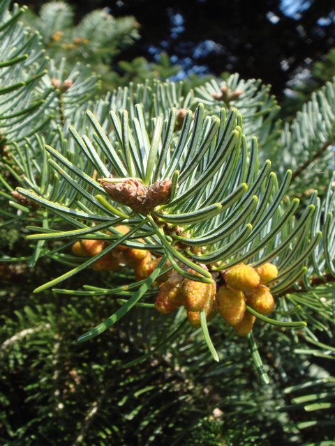 Abies nordmanniana fleur